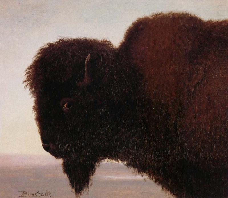 Buffalo Head, Albert Bierstadt